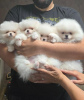 Photos supplémentaires: Chiots Spitz poméranien blanc