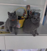 Photo №1. british shorthair - à vendre en ville de Würzburg | 350€ | Annonce № 108589