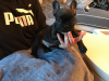 Photo №4. Je vais vendre bouledogue en ville de Duisburg. éleveur - prix - 350€