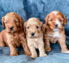 Photo №1. cocker spaniel anglais - à vendre en ville de Франкфурт-на-Майне | 450€ | Annonce №127268