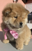 Photo №3. Chiots Chow-Chow. Serbie