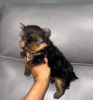 Photo №4. Je vais vendre yorkshire terrier en ville de Gelsenkirchen.  - prix - négocié