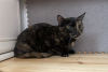 Photos supplémentaires: Le chat écaille de tortue Cinnamon est à la recherche d'un foyer et d'une