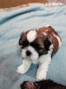 Photo №4. Je vais vendre lhassa apso, shih tzu en ville de Vilnius. annonce privée, de la fourrière, éleveur - prix - 600€