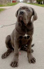 Photo №3. Chiots Cane Corso. Serbie