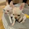 Photo №1. chihuahua - à vendre en ville de Helsinki-Uusimaa | 450€ | Annonce №116165