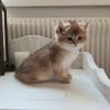 Photo №1. british shorthair - à vendre en ville de Stockholm | 2000€ | Annonce № 32859