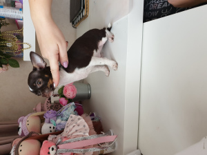 Photo №1. chihuahua - à vendre en ville de Krasnodar | Négocié | Annonce №4225