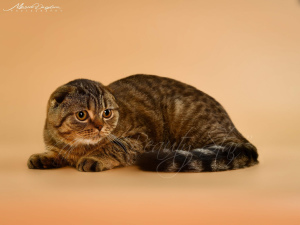 Photo №1. scottish fold - à vendre en ville de Kharkov | 221€ | Annonce № 5928