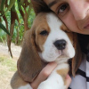 Photo №1. beagle - à vendre en ville de Гамбург | 360€ | Annonce №124711