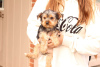 Photo №1. yorkshire terrier - à vendre en ville de Jena | 650€ | Annonce №63835