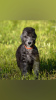 Photo №3. Bedlington Terrier. Fédération de Russie