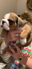 Photo №1. bulldog anglais - à vendre en ville de Дортмунд | 360€ | Annonce №107199