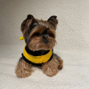 Photo №1. yorkshire terrier - à vendre en ville de Paris | négocié | Annonce №78268