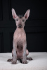 Photo №1. xoloitzcuintle - à vendre en ville de Osijek | négocié | Annonce №121650