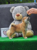 Photo №3. Chiots Shiba Inu. Serbie