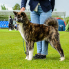 Photo №2 de l'annonce № 20400 de la vente akita (chien) - acheter à Biélorussie de la fourrière