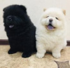 Photo №1. chow-chow - à vendre en ville de Дублин | 250€ | Annonce №117838