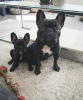 Photo №1. bouledogue - à vendre en ville de Флорида Сити | 852€ | Annonce №87221