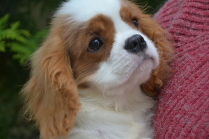 Photo №2 de l'annonce № 3532 de la vente cavalier king charles spaniel - acheter à Biélorussie annonce privée