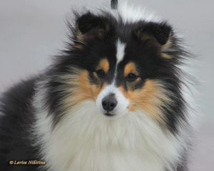 Photo №4. Je vais vendre shetland (chien) en ville de Minusinsk. de la fourrière - prix - 284€