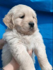 Photo №3. Chiots Golden Retriever. Serbie