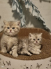 Photo №4. Je vais vendre british shorthair en ville de Bleialf. éleveur - prix - 680€