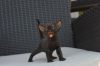 Photo №4. Je vais vendre devon rex en ville de Мадрид. annonce privée, éleveur - prix - 400€