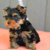 Photo №1. yorkshire terrier - à vendre en ville de Bremen | 265€ | Annonce №119346