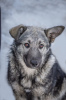 Photo №2 de l'annonce № 48020 de la vente chien bâtard - acheter à Fédération de Russie annonce privée