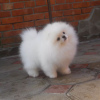 Photo №4. Je vais vendre spitz nain en ville de Штутгарт. annonce privée - prix - 265€