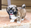 Photo №2 de l'annonce № 99908 de la vente shih tzu - acheter à Allemagne éleveur