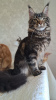 Photo №4. Je vais vendre maine coon en ville de Афины. annonce privée - prix - 1000€