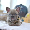 Photo №1. bouledogue - à vendre en ville de Roermond | négocié | Annonce №102079