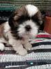 Photo №2 de l'annonce № 83974 de la vente lhassa apso, shih tzu - acheter à La Lettonie annonce privée, de la fourrière, éleveur