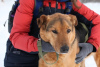 Photo №1. chien bâtard - à vendre en ville de Москва | Gratuit | Annonce №79913