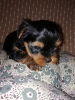 Photos supplémentaires: Chiots Yorkie baby face