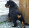 Photo №1. rottweiler - à vendre en ville de Kaunas | négocié | Annonce №122051