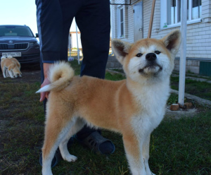 Photos supplémentaires: Chiots chics Akita Inu