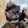 Photo №4. Je vais vendre yorkshire terrier en ville de Los Angeles. éleveur - prix - 379€