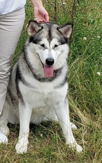 Photo №3. Malamute d'Alaska. Ukraine