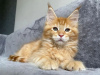 Photo №1. maine coon - à vendre en ville de Берлинген | négocié | Annonce № 115133