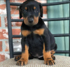 Photo №1. dobermann - à vendre en ville de Vilnius | négocié | Annonce №116693