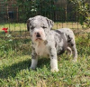 Photo №2 de l'annonce № 124061 de la vente american bully - acheter à La finlande annonce privée