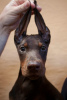 Photos supplémentaires: Chiots Dobermann