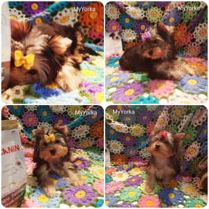 Photo №1. yorkshire terrier - à vendre en ville de Samara | 298€ | Annonce №3888