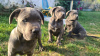 Photos supplémentaires: CANE CORSO beaux chiots