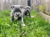 Photo №1. staffordshire bull terrier - à vendre en ville de London Borough of Hammersmith and Fulham | 430€ | Annonce №13493