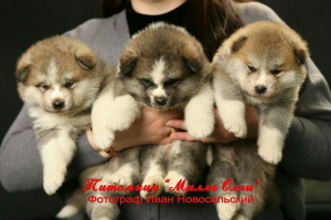 Photo №2 de l'annonce № 2289 de la vente akita (chien) - acheter à Fédération de Russie de la fourrière, éleveur