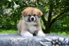 Photo №3. chiots akita inu. Ukraine